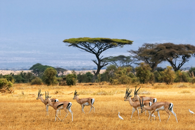 Paisagem das savanas africanas