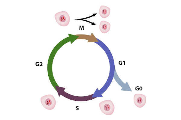 Diagrama do ciclo celular. fases do ciclo celular. ciclo de vida de uma  célula. síntese de dna e divisão celular.