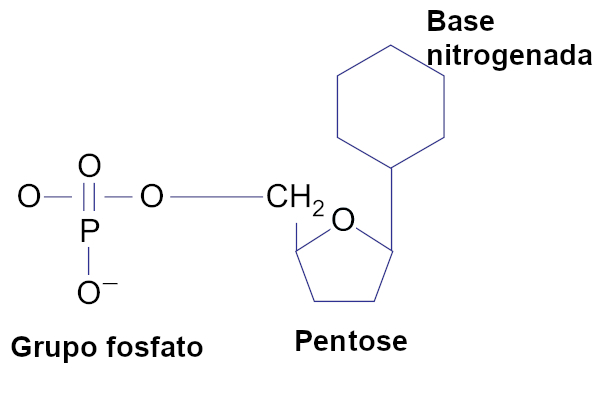 Observe os três componentes do nucleotídeo.