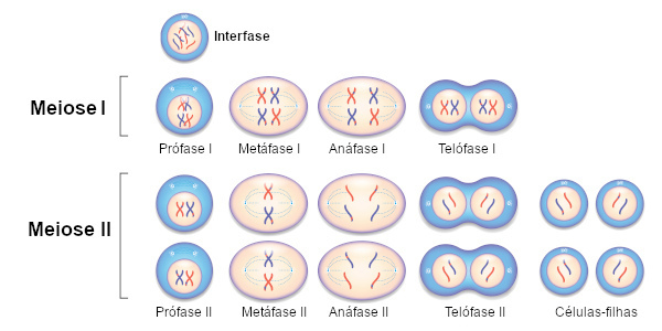 A meiose apresenta duas divisões celulares consecutivas: a meiose I e a meiose II.