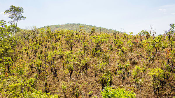 Cerrado em Goiás: árvores de baixo e médio porte, mas com raízes profundas.[1]
