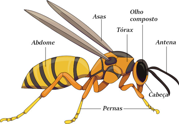 Observe as principais partes do corpo das abelhas.