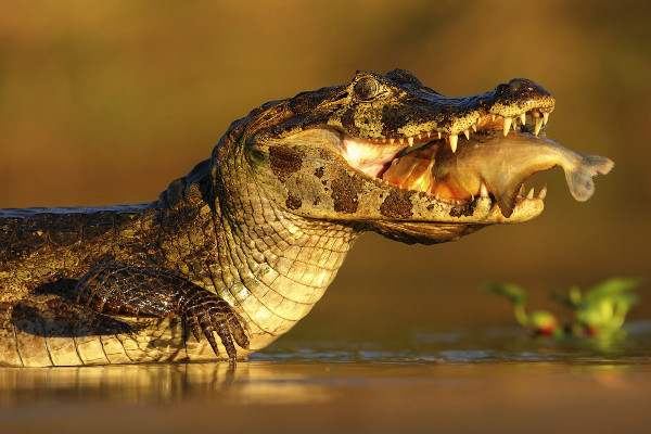 Jacaré-caiman, animal comum no Pantanal.