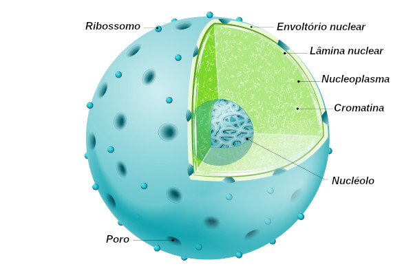 Observe as principais estruturas que compõem o núcleo celular.