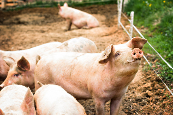  Os porcos são exemplos de animais onívoros.