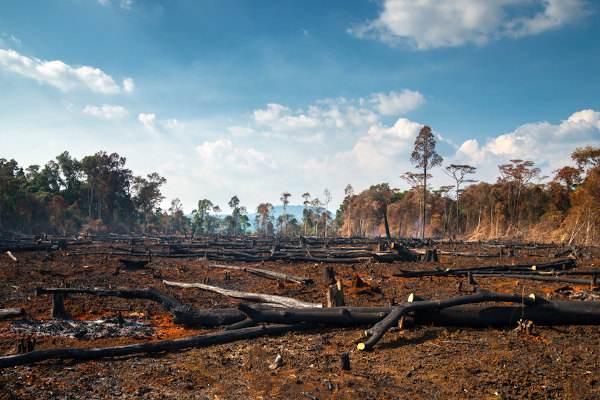 Você ajuda ou prejudica o Meio Ambiente?