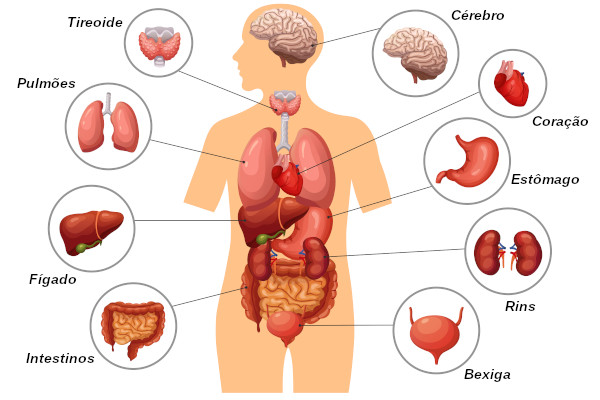 Na figura podemos observar diferentes órgãos encontrados no nosso corpo.