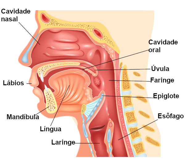 A laringe está localizada na região anterior do nosso pescoço.