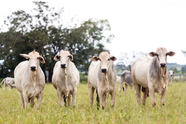 A febre aftosa é uma doença infecciosa viral que acomete animais, como bovinos, caprinos e suínos.