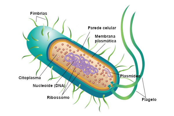 O Que E Uma Bacteria