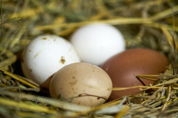 Em algumas culturas da Antiguidade, o ovo era encarado como um símbolo que representava fertilidade.