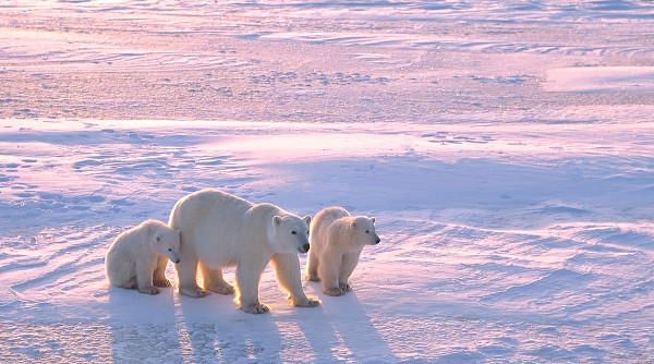 A maior população de ursos-polares do mundo vive no Ártico canadense.
