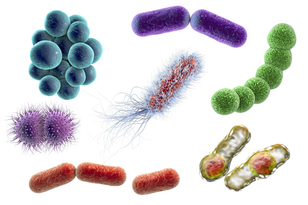 As bactérias são organismos procariontes que faziam parte do reino Monera.