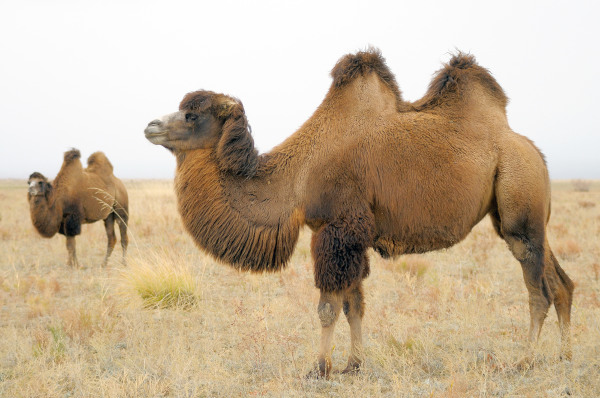 Os camelos são mamíferos de grande porte que possuem longos pelos.