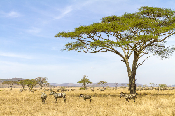 As savanas são biomas tropicais formados por vegetação do tipo campestre e uma grande diversidade faunística.