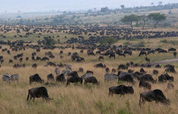 Manada de búfalos pastando, com algumas zebras no local.
