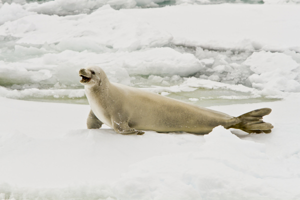 A foca-caranguejeira se alimenta, principalmente, de krill.