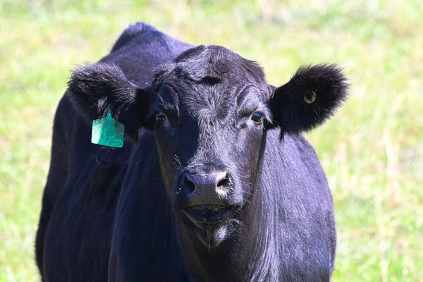 A doença da vaca louca é uma doença fatal causada por príon.