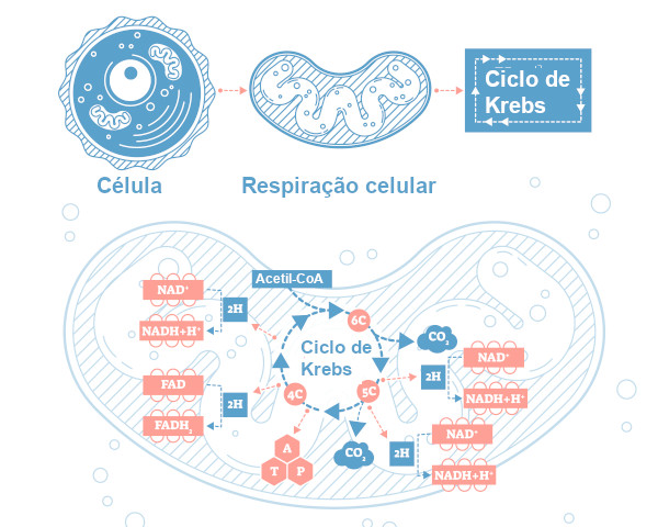 Ilustração da etapa do ciclo de Krebs na respiração celular.