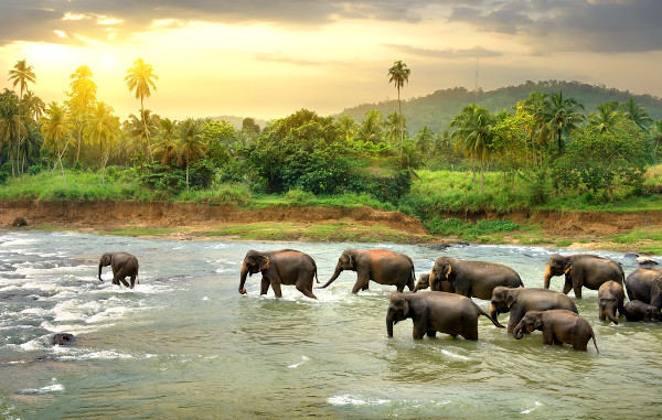 Manada de elefantes tomando banho em um rio na selva do Sri Lanka.