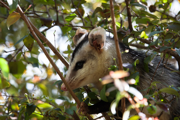 Gambá-de-orelha-branca em árvore