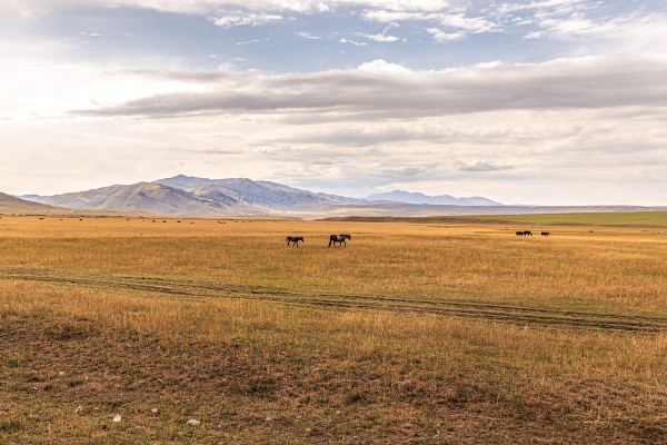 Vista distante de cavalos em uma região de estepes no Cazaquistão.