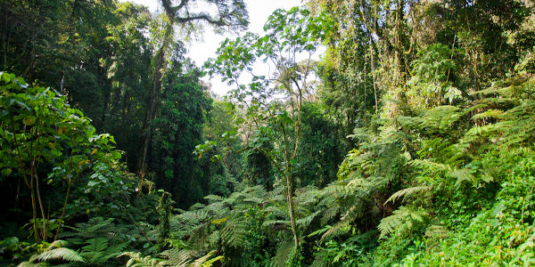 Floresta do Congo