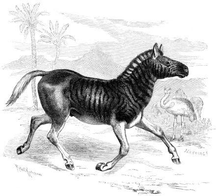 Quagga, uma subespécie extinta de zebra.