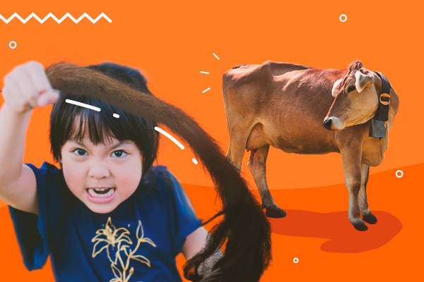 Criança com raiva segurando uma cauda, ao fundo uma vaca sem a cauda ilustrando o conceito da expressão "arranca-rabo".