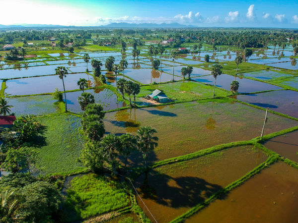 Campo de arroz no Camboja.