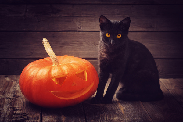 Gato preto ao lado de uma abóbora do Halloween.