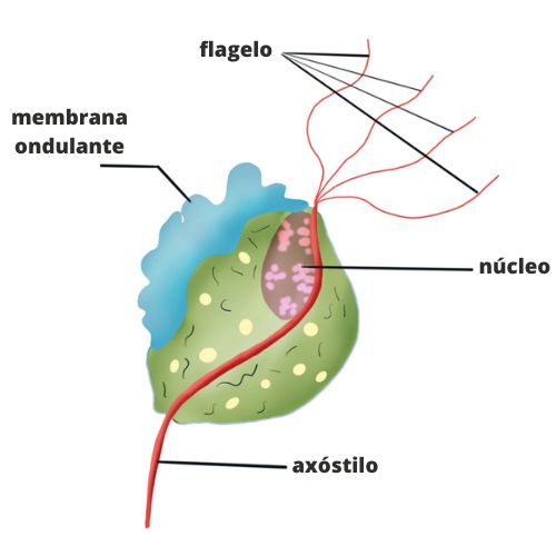 Ilustração do Trichomonas vaginalis, um protozoário parasita flagelado e o agente causador da tricomoníase.