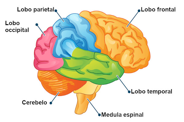 Ilustração indicando as partes do cérebro humano.