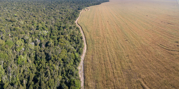 Vista panorâmica de uma região de pastagem próxima a uma área de ocorrência do bioma Amazônia, evidenciando o desmatamento.