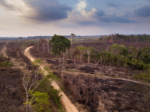 Área de ocorrência de desmatamento na Amazônia.