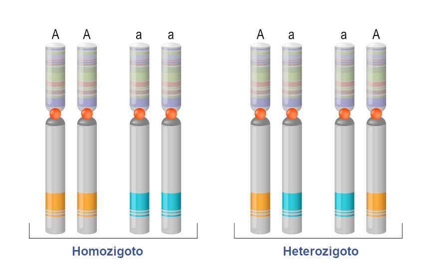 Representação de alelos iguais e diferentes em indivíduos homozigotos e heterozigotos.