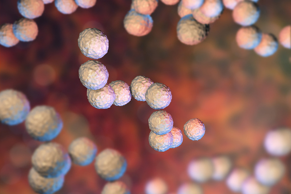 Ilustração representando a bactéria Streptococcus pyogenes, uma das principais causadoras da erisipela.
