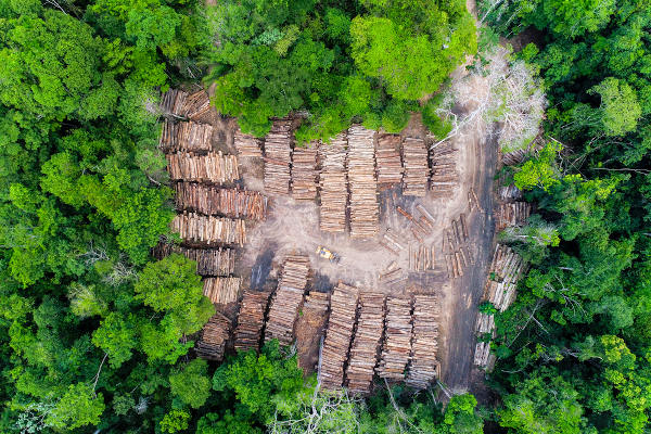 Vista superior de inúmeras toras de madeira extraídas da Floresta Amazônica, um dos problemas do desmatamento na Amazônia.