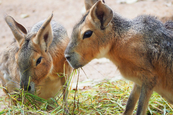 Two Patagonian hares feed on leaves.