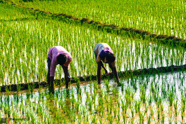Plantação de arroz no Bangladesh, um país que sofre com altos níveis de arsênio em sua água. [1]