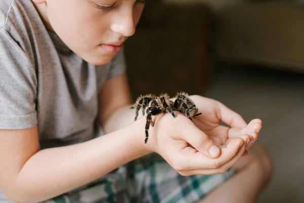Criança segurando uma aranha-caranguejeira nas mãos.