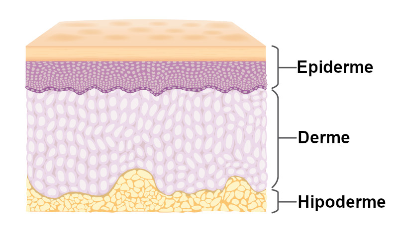 Ilustração das camadas da pele, que faz parte do sistema tegumentar.