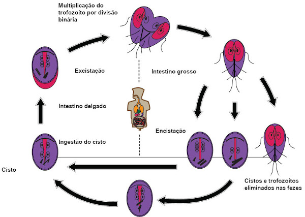 Ilustração do ciclo de vida da Giardia, protozoário que transmite a giardíase.