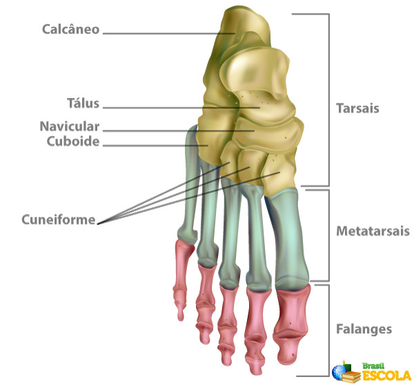 Ilustração dos ossos dos pé e dos grupos em que estão divididos.
