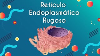 Escrito"Retículo Endoplasmático Rugoso" próximo a uma representação de um Retículo Endoplasmático Rugoso, uma das organelas celulares.