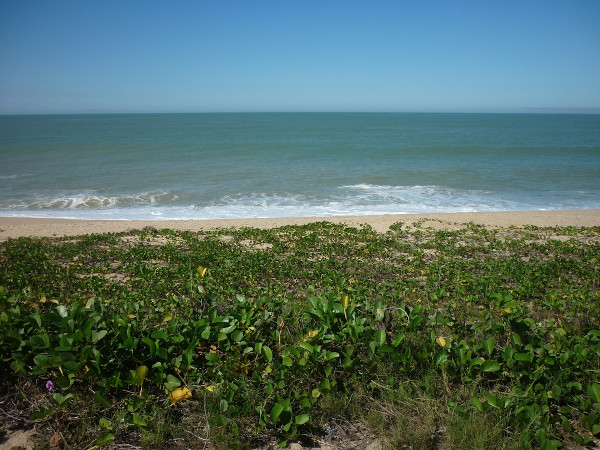 Restinga: a vegetação do litoral