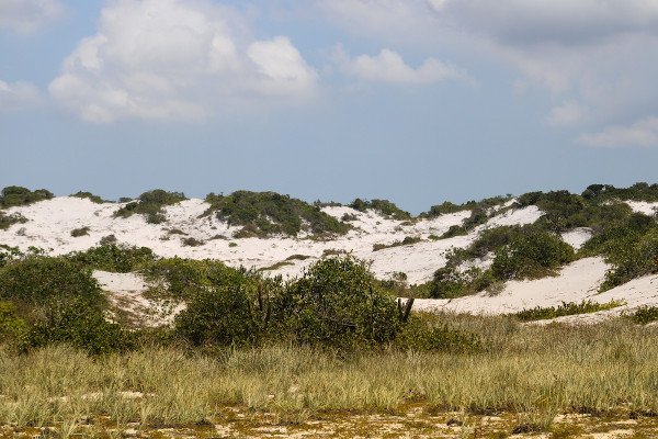 Um ambiente de restinga costeira em Stella Maris, na Bahia, como representação da vegetação desse ecossistema.