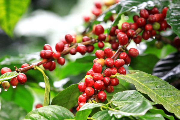 Plantação de café, um dos principais produtos da agricultura brasileira.
