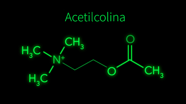 Fórmula da acetilcolina.