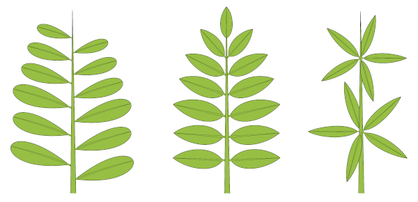 Desenhos de folhagens, exemplos de proporção áurea na natureza.